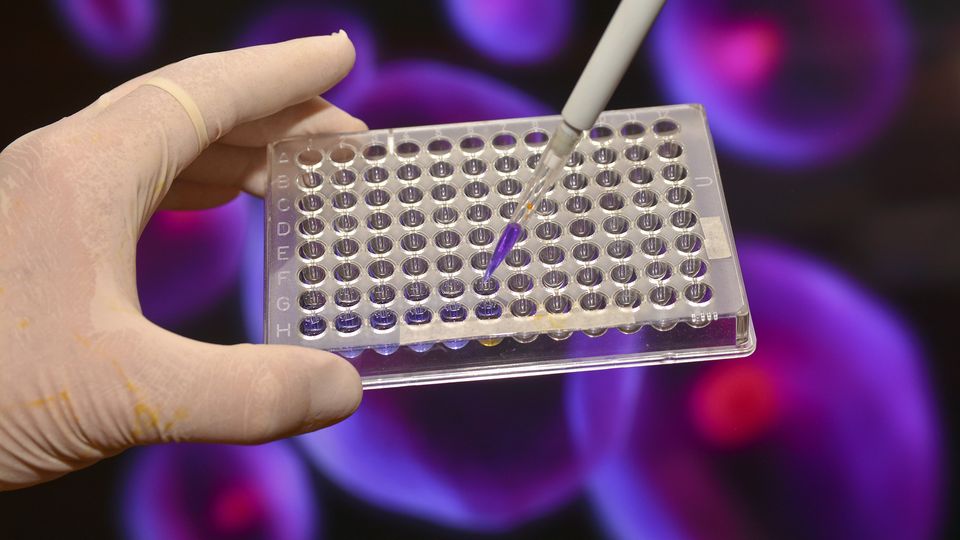 Gloved hand pipetting solution into a 96-well plate for 3D cell culture analysis.