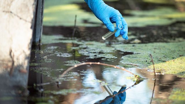 Scientist wearing blue gloves collecting water sample from algae-covered surface for PFAS testing 