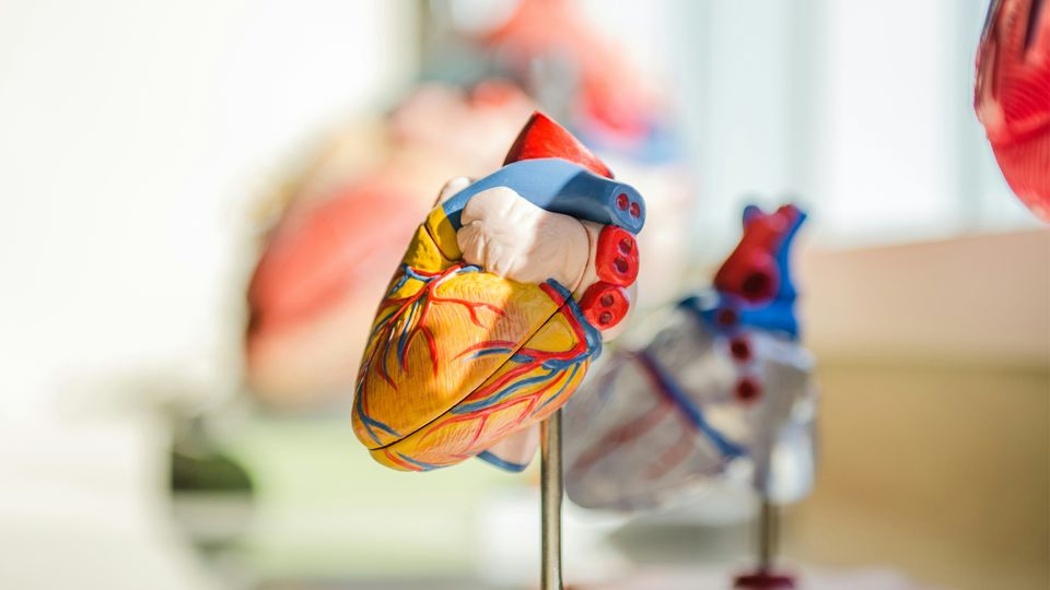 Various models of the human heart.