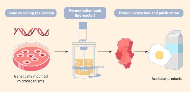 Figure 2: Schematic representation of the production of acellular products via precision fermentation. (Microorganisms are genetically engineered to produce specific proteins and compounds, which are then harvested without using animal cells.) Flow diagram showing the main steps in producing acellular animal products via precision fermentation, from bacterial cultures, through fermentation tanks to final products.