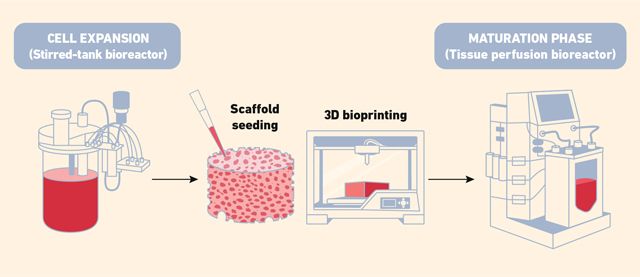 Figure 3: Bioreactors used for scaling up production in cellular culture. (These systems support controlled cell growth and tissue development under optimized conditions for large-scale manufacturing.) Flow diagram showing how different types of bioreactors can be used to scale up cell culture before and after bioprinting.