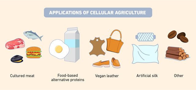 Figure 4: Examples of applications of cellular agriculture. Images representing the uses of cellular agriculture, including cultured meat, food-based alternative proteins, vegan leather, artificial silk, wood and coffee.