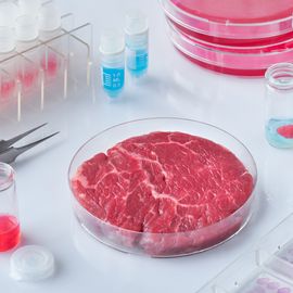 A Petri dish containing a cultured piece of meat surrounded by culture dishes, tweezers and sample bottles. 