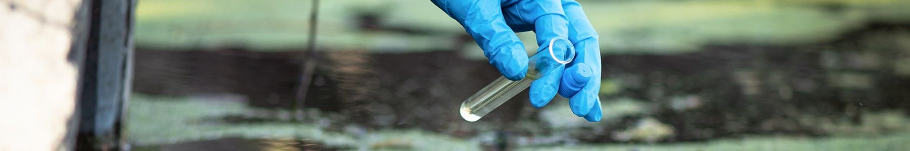 Scientist wearing blue gloves collecting water sample from algae-covered surface for PFAS testing 
