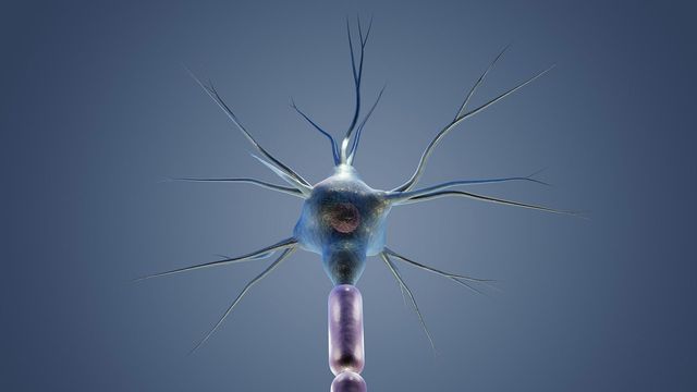 A neuron, representing cells that are suppressed by parasitic worms for them to evade detection.