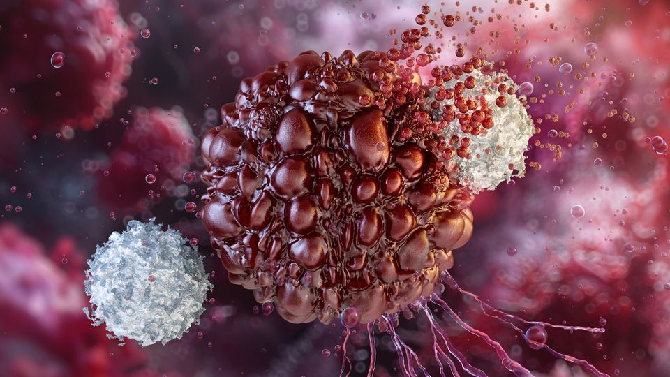 Immune cells in white attacking and destroying a cancer cell in red, representing cancer immunotherapy.