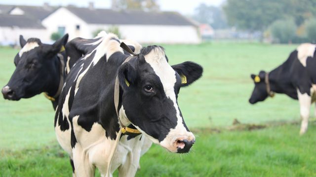 A trio of cows in a field.