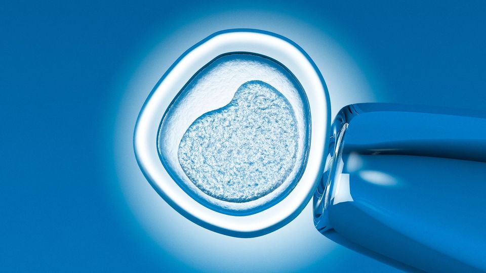 Microscopic view of an egg cell with a pipette, symbolizing fertilization or IVF research.