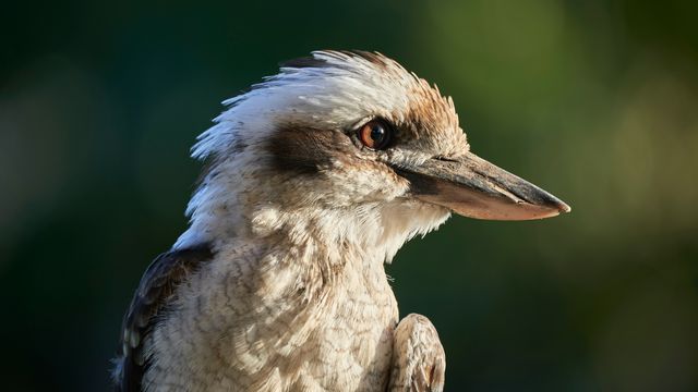 A kookaburra bird looking to the right of the frame. White and black feathers.