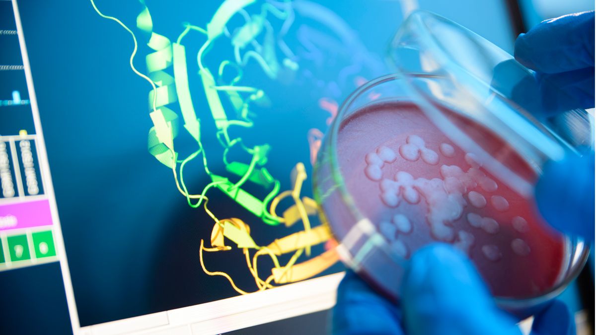 A researcher holding up a petri dish of bacteria to a computer image of the structure of a protein.
