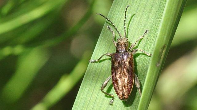Metallic reed beetle Donacia marginata resting on a green grass blade in sunlight.