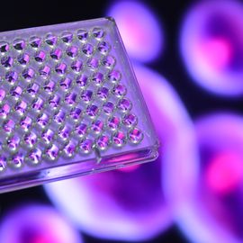 Gloved hand holding a 96-well plate with purple floating cells in the background, used in cell line development. 