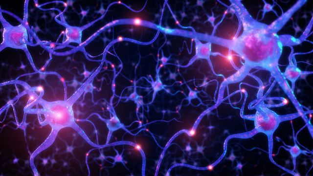 Neurons, with lights illustrating signaling and youthful resilience.